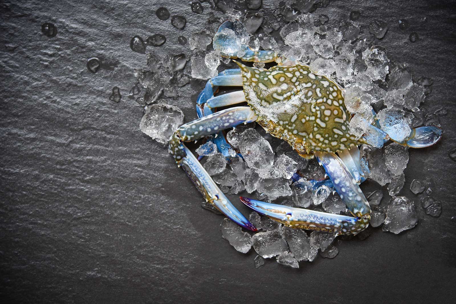 Blue-Crabs