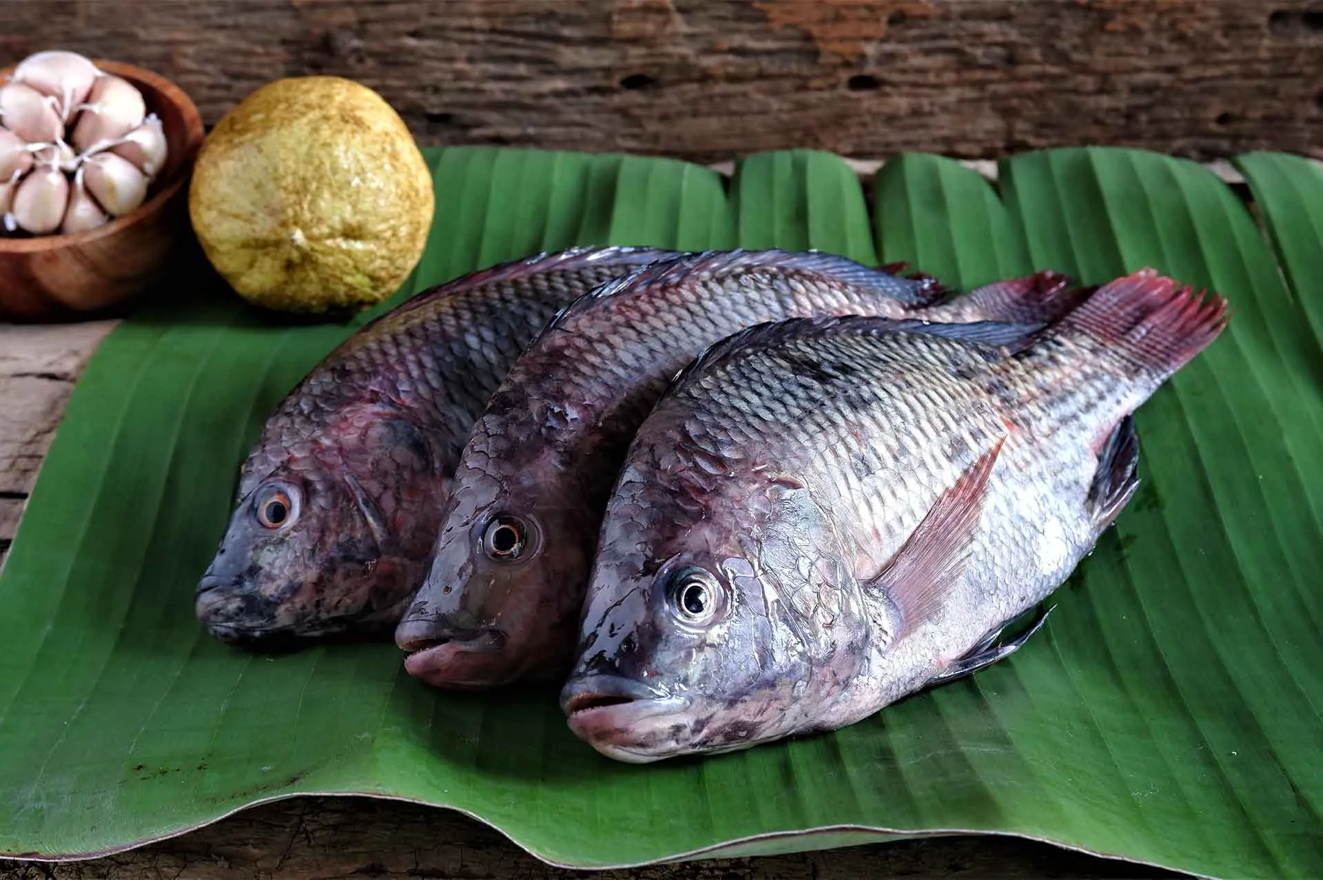 fresh-tilapia-fish-board-table-oreochromis-niloticus